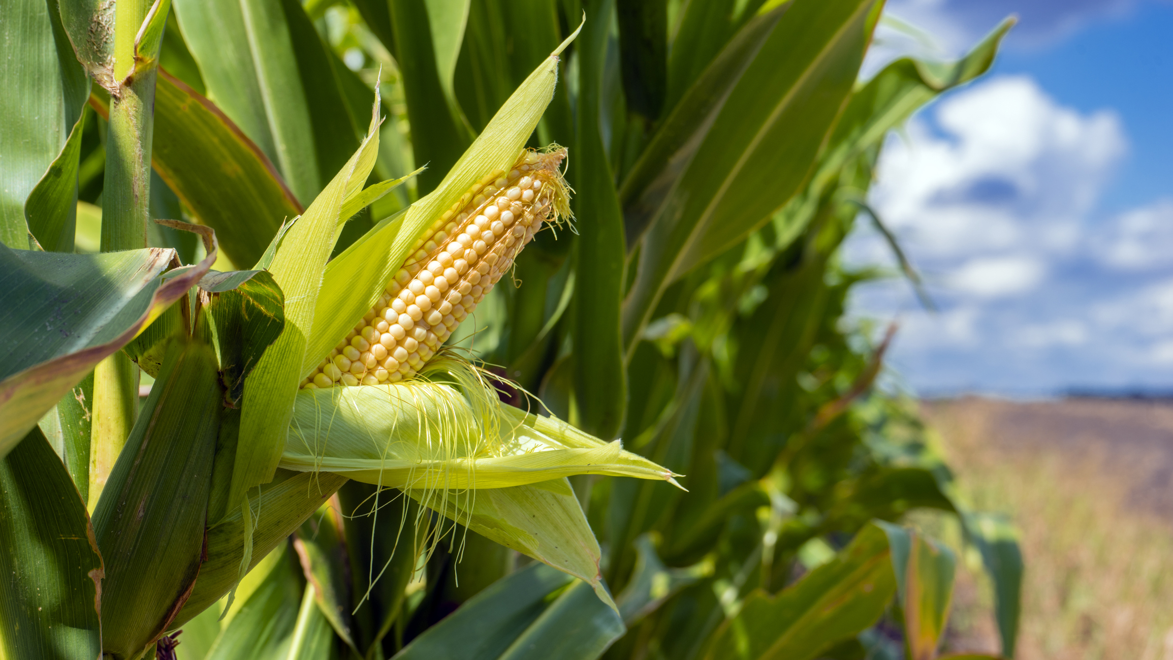Research show that BioshHydrogel benefits maize